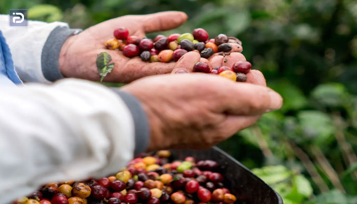 انواع دانه قهوه بر اساس نژاد درختچه آنها