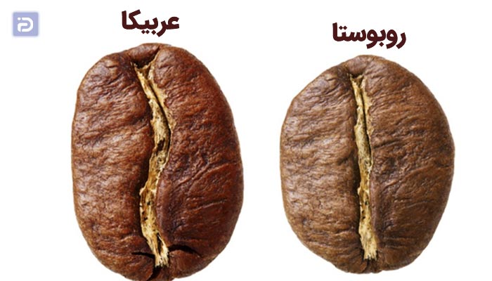 نحوه تشخیص قهوه عربیکا و روبوستا