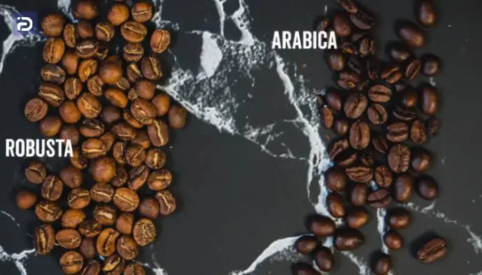 تفاوت قهوه عربیکا و روبوستا