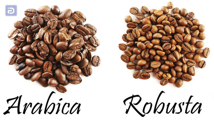 ویژگی های قهوه روبوستا و عربیکا