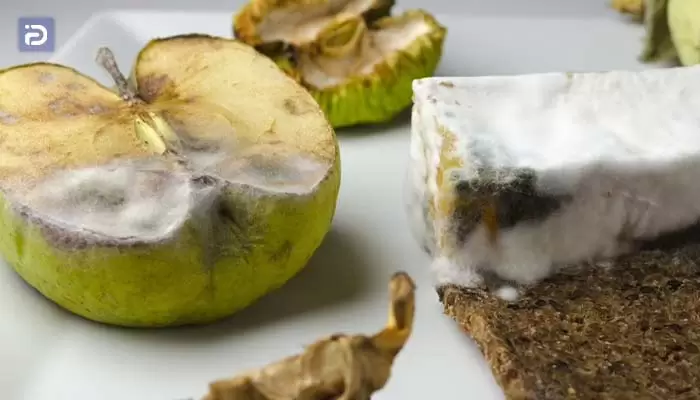 چرا مواد غذایی درون یخچال بست کپک می زند؟