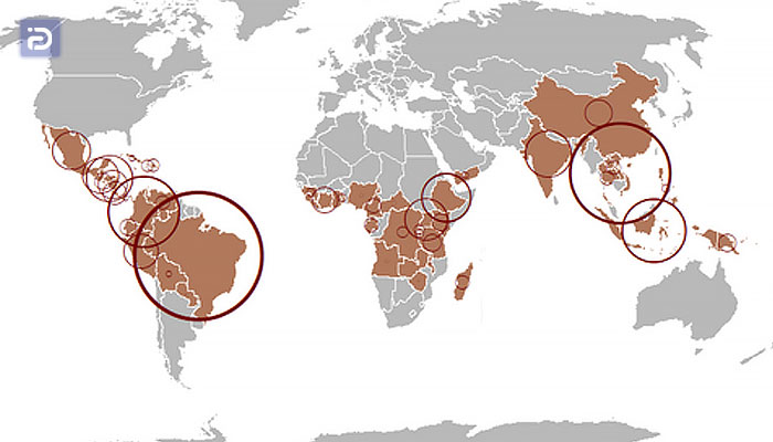 کشورهای تولید کننده قهوه عربیکا