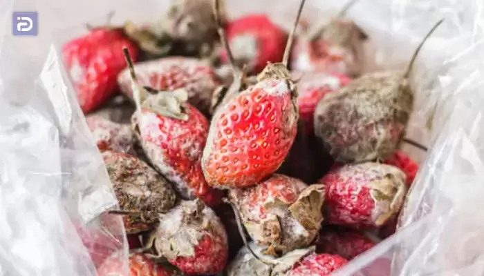 چرا مواد غذایی درون یخچال سوزان کپک می زند