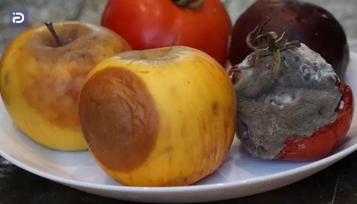 چرا مواد غذایی درون یخچال اکسنت کپک می زند