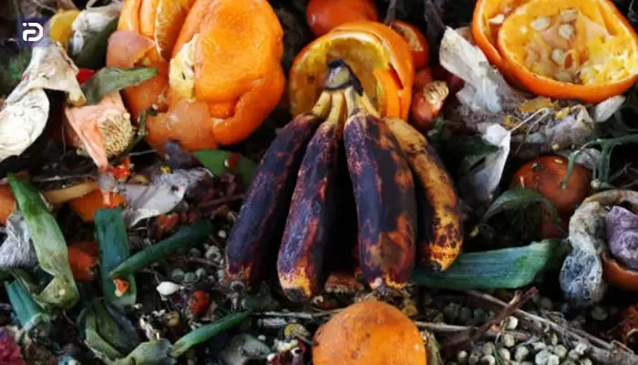 چرا مواد غذایی درون یخچال دیاکو Diaeko کپک می زند