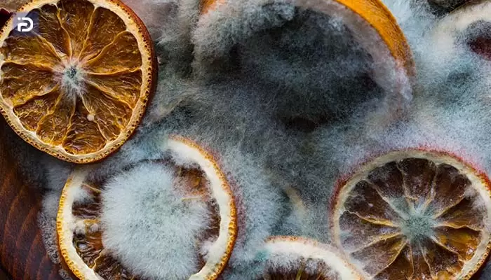 چرا مواد غذایی درون یخچال آیسان کپک می زند؟[