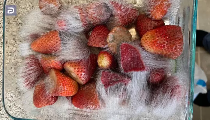چرا مواد غذایی درون یخچال جنرال پین کپک می زند؟ راه های جلوگیری از ایجاد کپک چیست