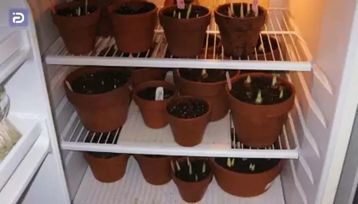 چگونه میتوان گل و گیاه را در یخچال نگهداری کرد